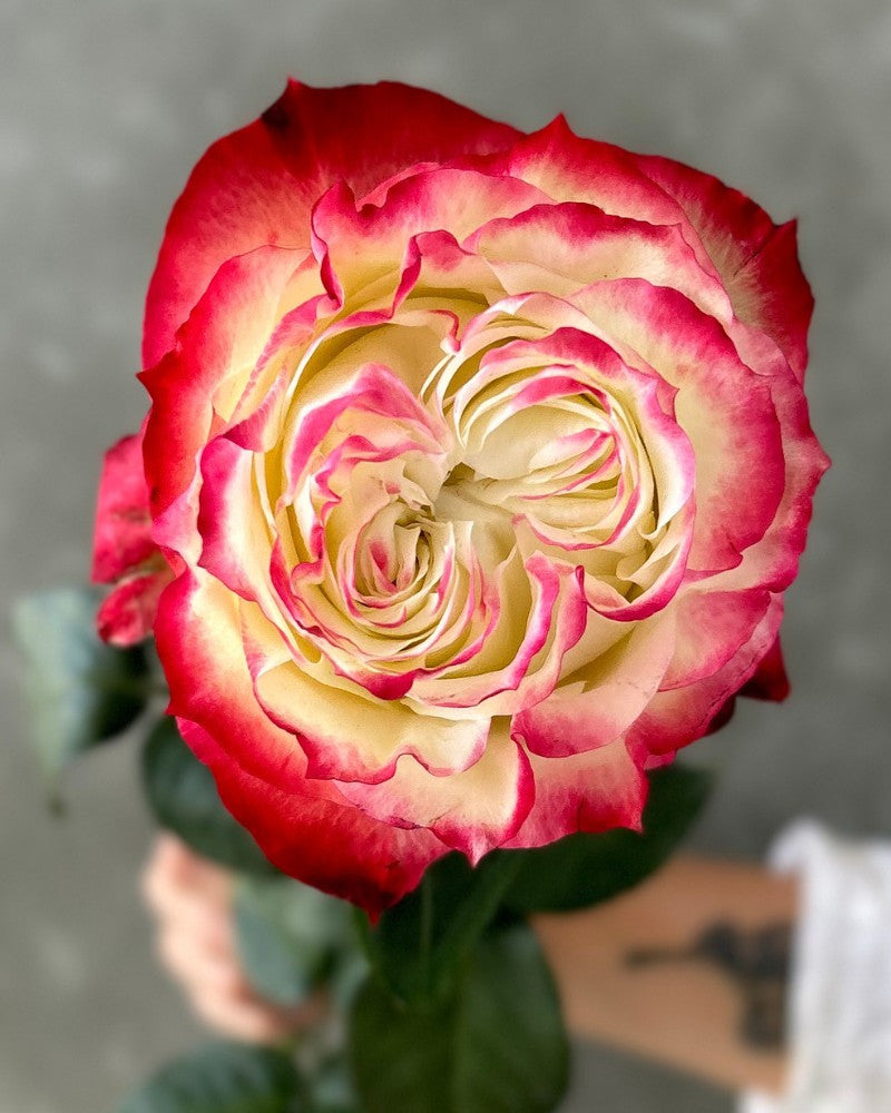 Non gmo cream rot spirit rose samen