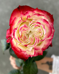 Non gmo cream rot spirit rose samen