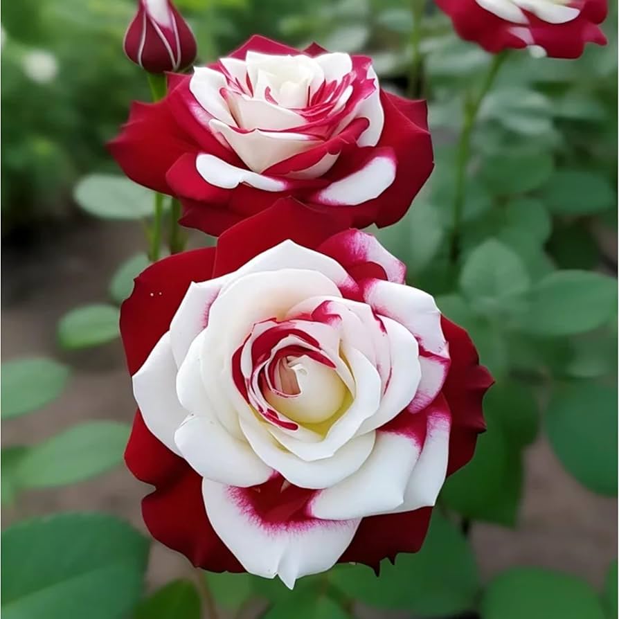 Ornamental cream rot spirit rose flowering pflanze