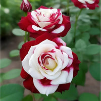 Ornamental cream rot spirit rose flowering pflanze