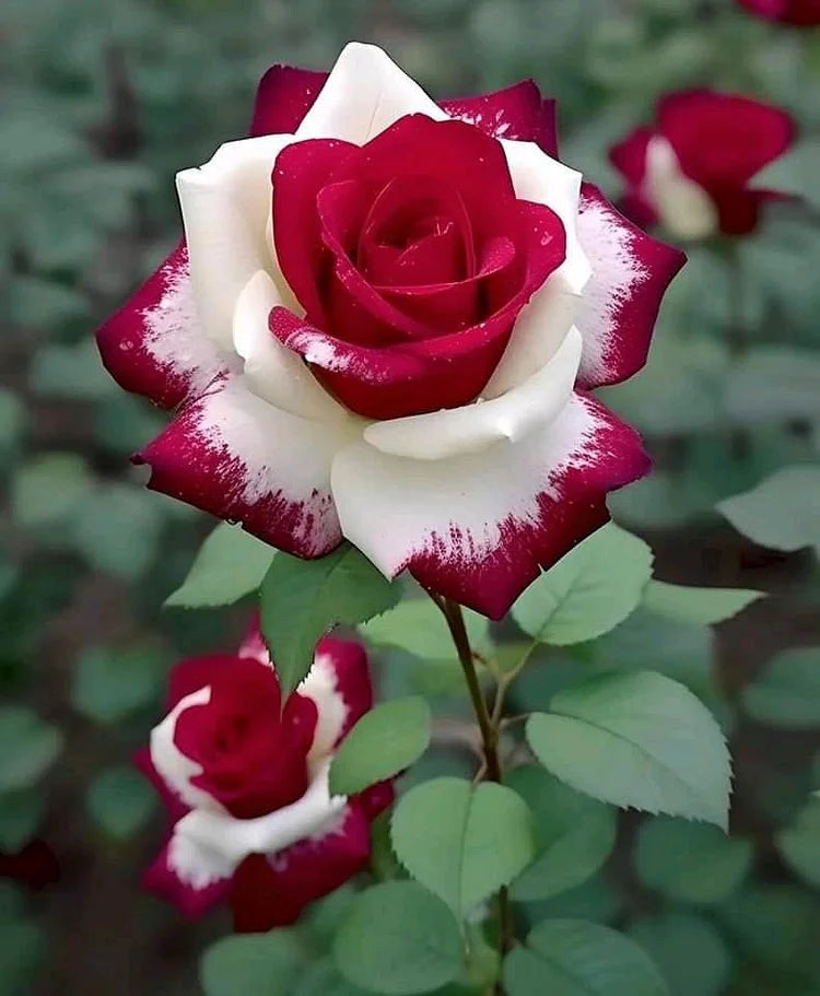 Cream rot spirit rose samen for anpflanzung