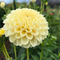 Lemon Pie Dahlie Blumensamen zur Aussaat – pflegeleicht – Traditionssorte & ohne Gentechnik Samen Hausgarten