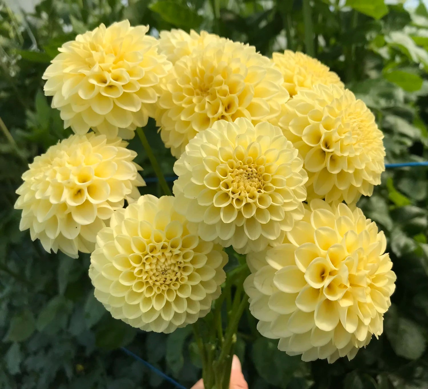Lemon Pie Dahlie Blumensamen zur Aussaat – pflegeleicht – Traditionssorte & ohne Gentechnik Samen Hausgarten