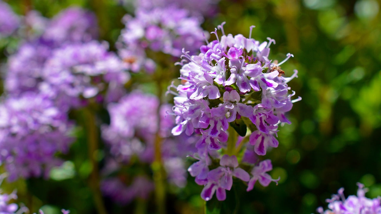Creeping thyme violet blooms in garten
