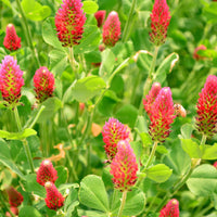 Crimson Blumensamen zur Aussaat farbenfroh Schau Traditionssorte & ohne Gentechnik Samen Hausgarten