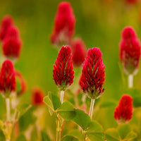 Crimson Blumensamen zur Aussaat farbenfroh Schau Traditionssorte & ohne Gentechnik Samen Hausgarten