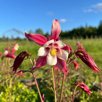 Akelei Columbine Blumensamen zur Aussaat leuchtend Traditionssorte & ohne Gentechnik Samen Hausgarten