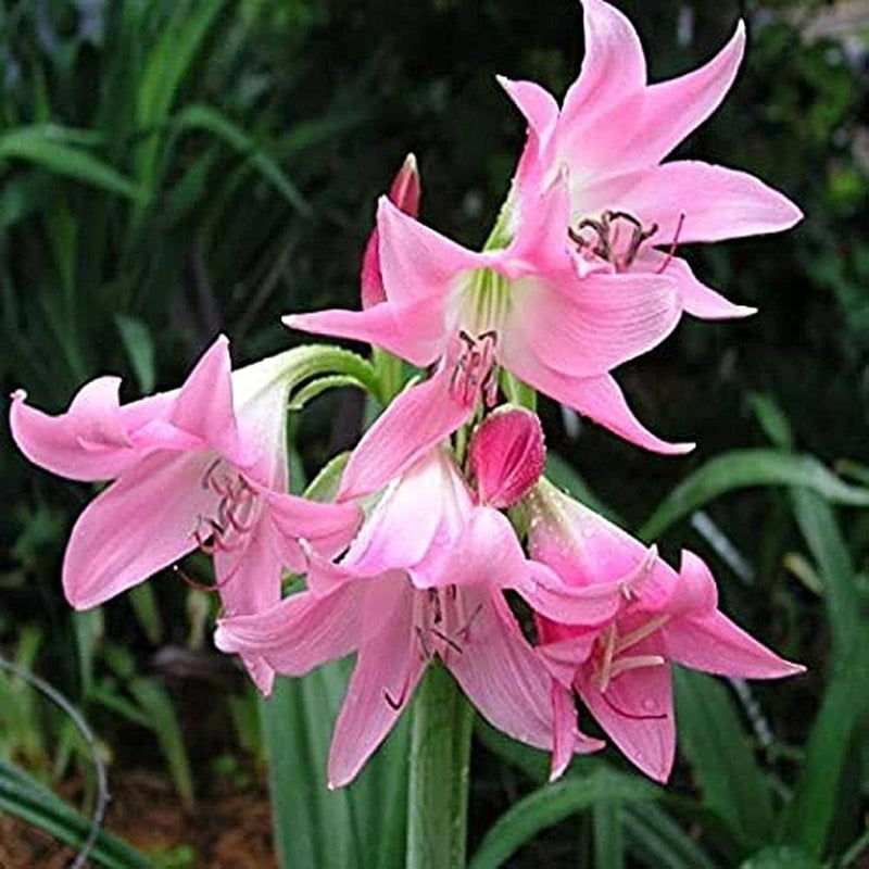 Semi di rosa tenue di fiore di fenicottero da seminare, miscela di fiori selvatici, varietà tradizionale e senza OGM, semi per giardino domestico