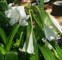 Weiß Crinum Blumensamen zur Aussaat – Anzucht – Traditionssorte & ohne Gentechnik Samen Hausgarten