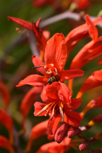 Rot Crocosmia Lucifer Blumensamen zur Aussaat Drought verträglich Traditionssorte & ohne Gentechnik Samen Hausgarten