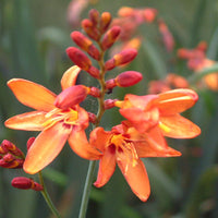 Crocosmia Montbretia Blumensamen zur Aussaat leuchtend Traditionssorte & ohne Gentechnik Samen Hausgarten