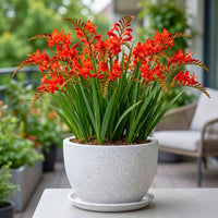 Crocosmia Blumensamen zur Aussaat saisonal Dauerblüher Traditionssorte & ohne Gentechnik Samen Hausgarten