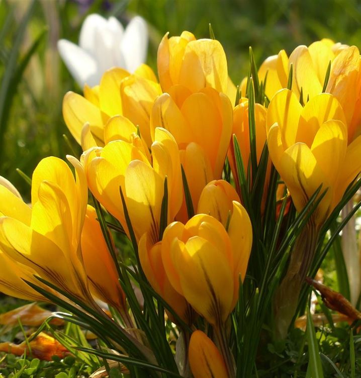 Gelb Crocus Blumensamen zur Aussaat ideal Rabatten Traditionssorte & ohne Gentechnik Samen Hausgarten
