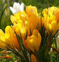 Gelb Crocus Blumensamen zur Aussaat ideal Rabatten Traditionssorte & ohne Gentechnik Samen Hausgarten