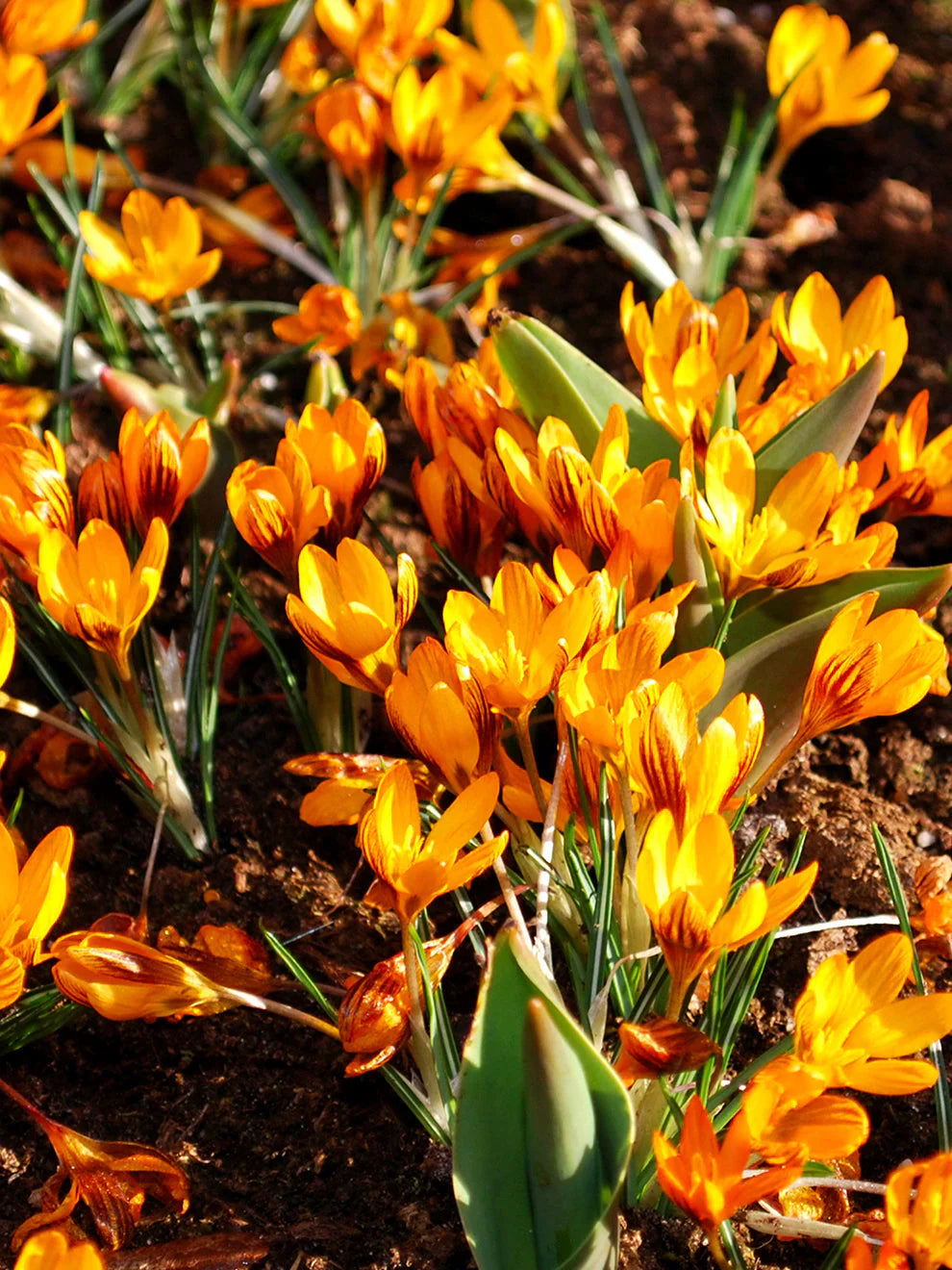 Orange (orange braun) samen for anpflanzung in home garten