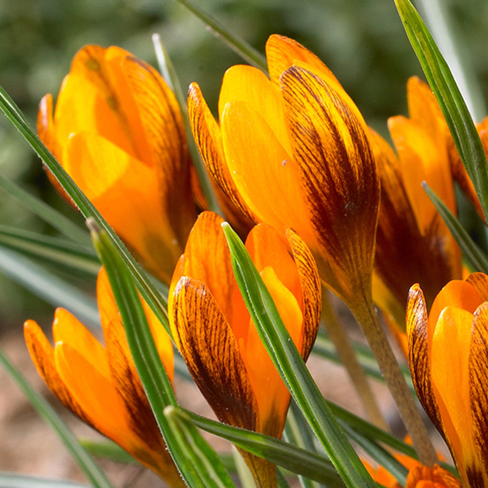 Orange Braun Crocus Blumensamen zur Aussaat robust Sorte Traditionssorte & ohne Gentechnik Samen Hausgarten