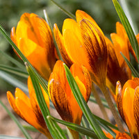 Orange Braun Crocus Blumensamen zur Aussaat robust Sorte Traditionssorte & ohne Gentechnik Samen Hausgarten