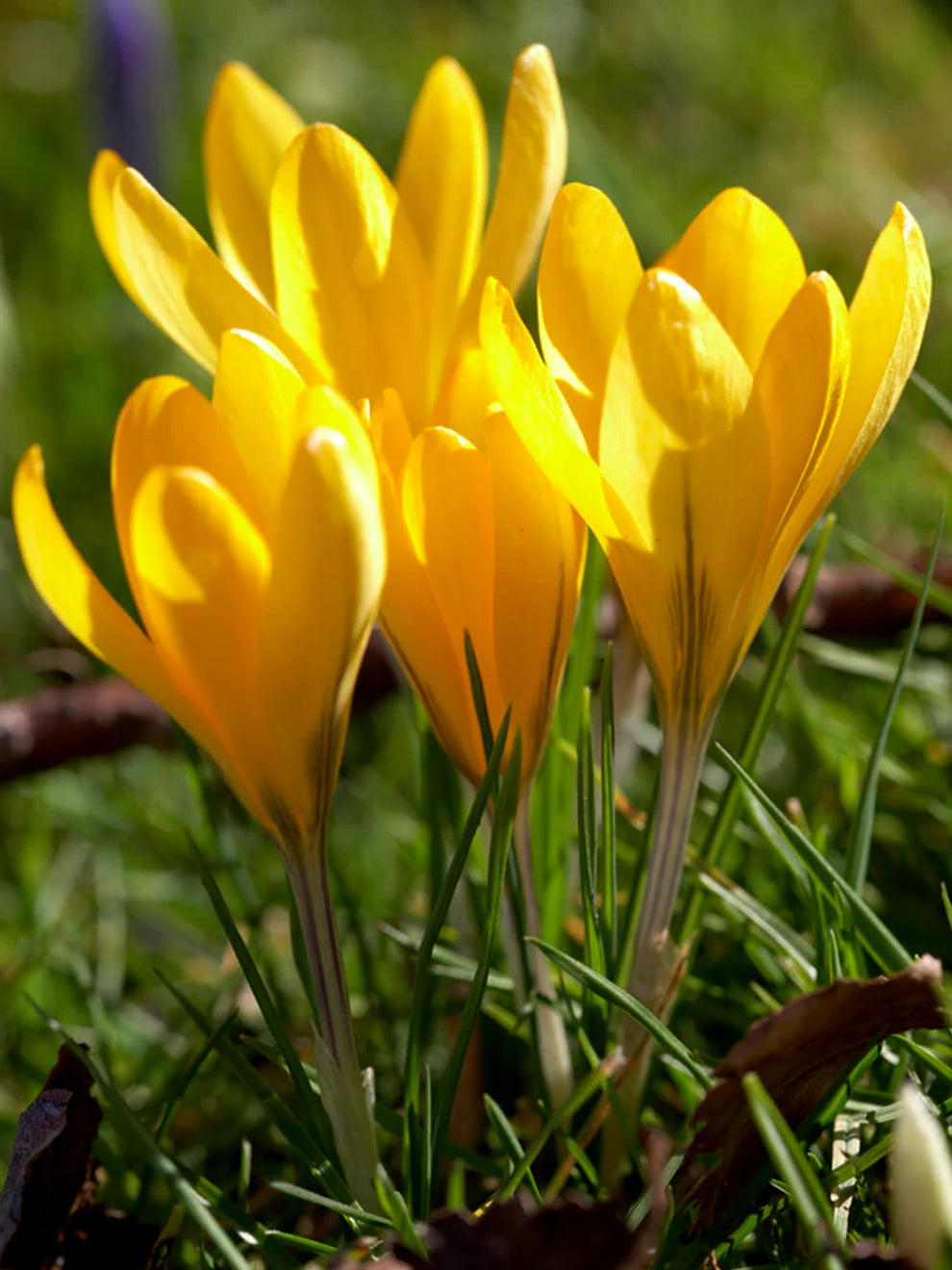 Gelb Crocus Blumensamen zur Aussaat ideal Rabatten Traditionssorte & ohne Gentechnik Samen Hausgarten