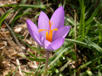 Herbst Crocus Blumensamen zur Aussaat Garten beliebt Traditionssorte & ohne Gentechnik Samen Hausgarten