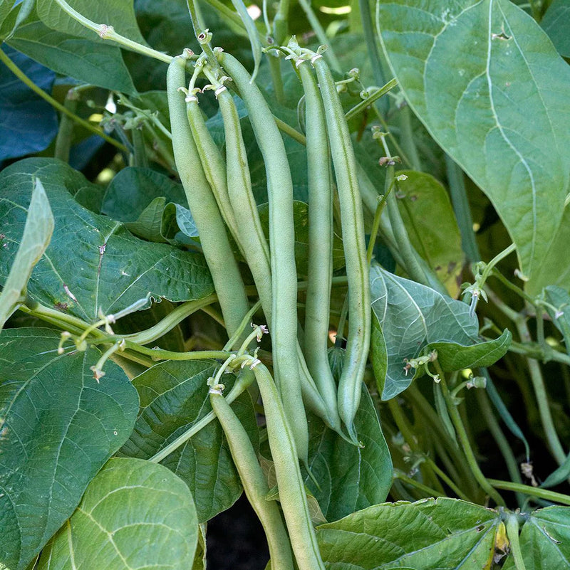 Green Bean Samen zum Pflanzen  Gemüse Garden Essentials