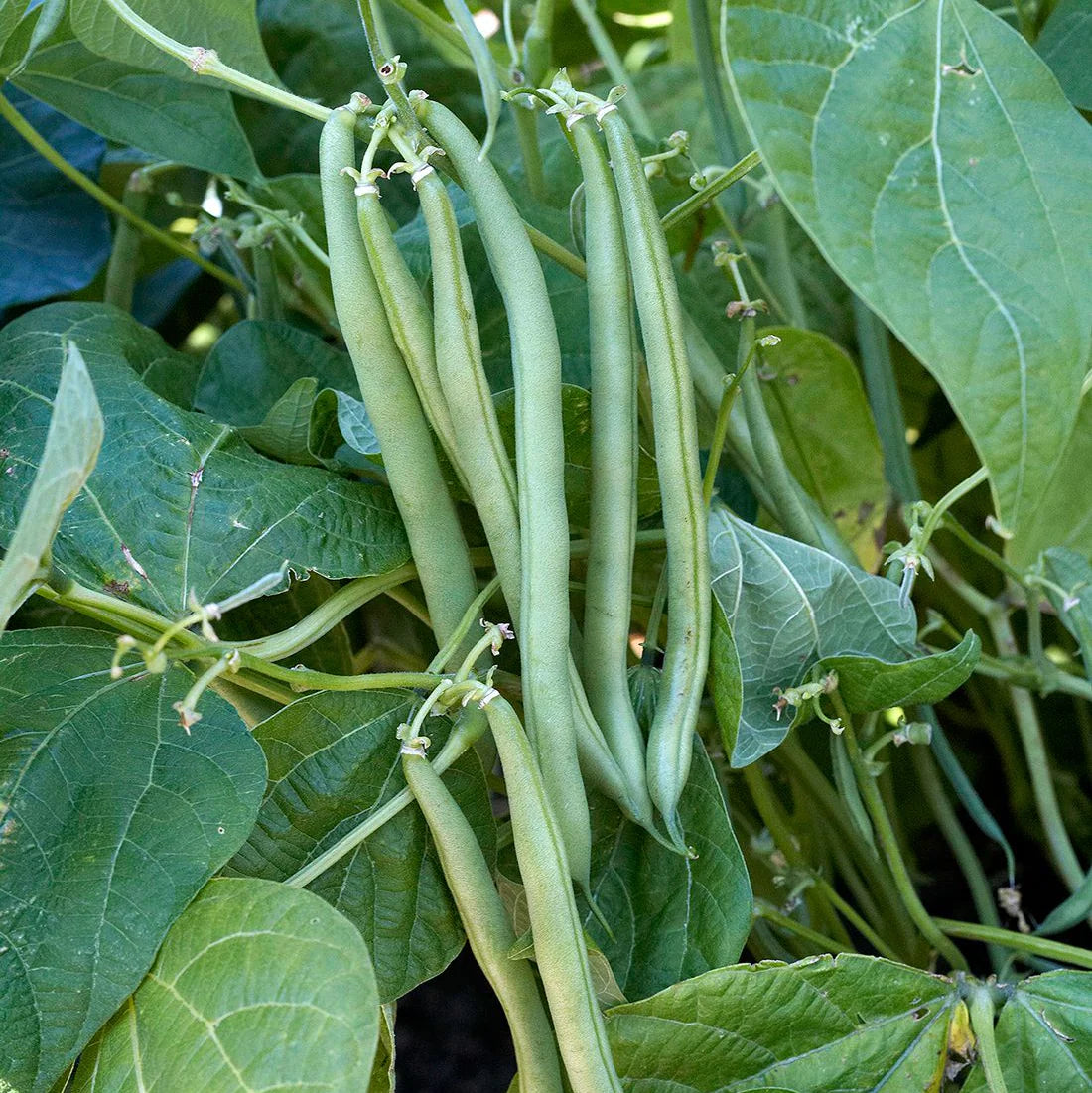 Green Snap Bean Samen zum Pflanzen