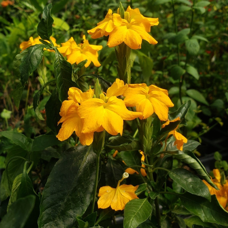Gelb Crossandra Blumensamen üppig Blüten – ideal Addition Garten Kollektion