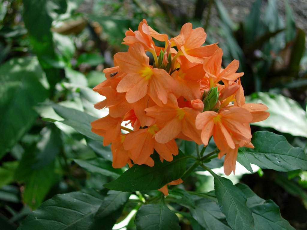Crossandra Semi Blumensamen Aussaat Leitfaden leuchtend Blüten und üppig Greenery