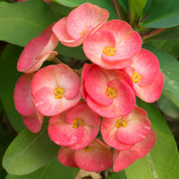 Crown of thorns in container anpflanzung