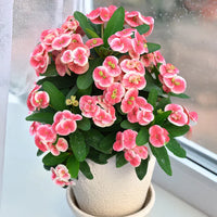 High germination crown of thorns samen