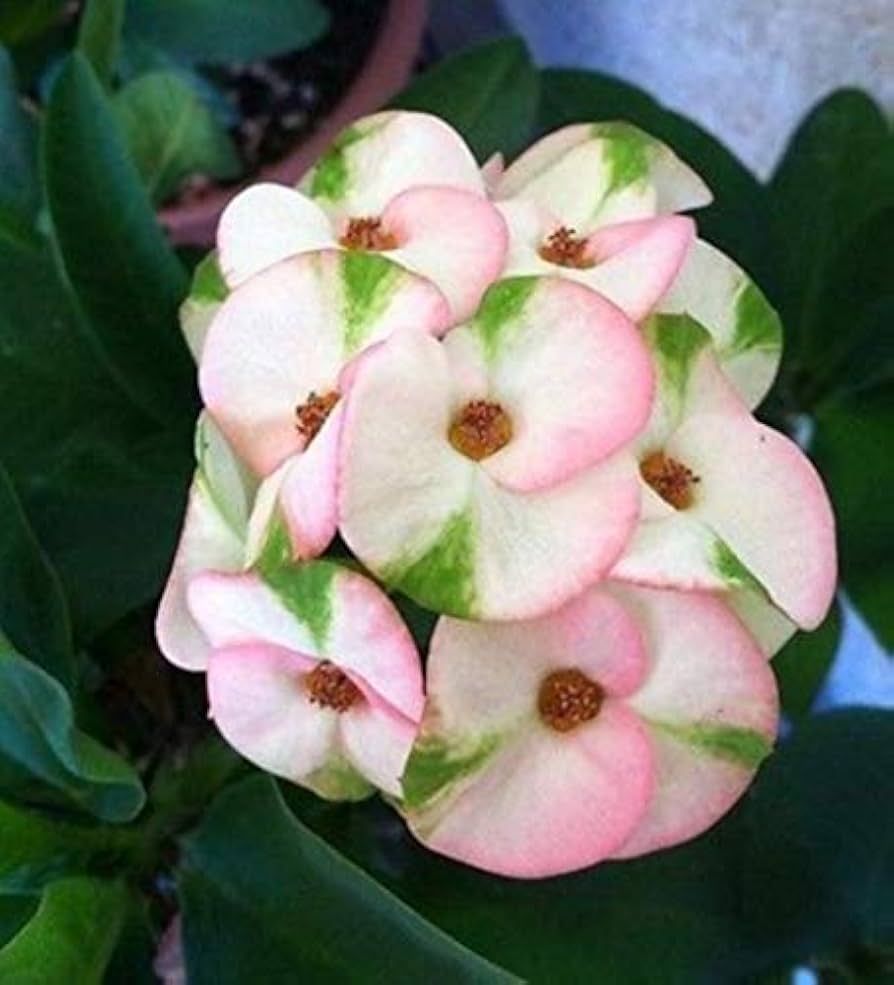 Mixed crown of thorns samen for anpflanzung