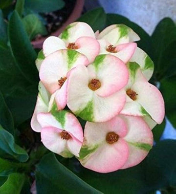 Mixed crown of thorns samen for anpflanzung