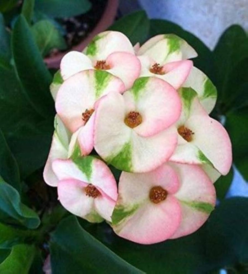 Mixed crown of thorns samen for anpflanzung