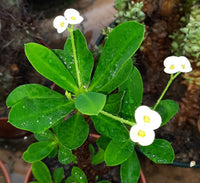 Crown of thorns weiß bloom samen
