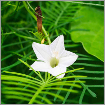 Weiß cryptolepis blume samen for anpflanzung