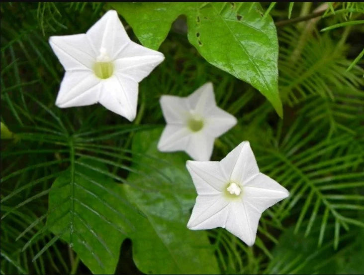 Weiß cryptolepis flowering samen for gardens