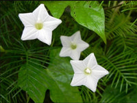 Weiß cryptolepis flowering samen for gardens