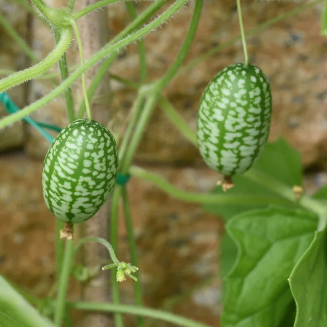 Green Cucamelon Gemüse Samen zum Pflanzen