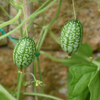 Green Cucamelon Gemüse Samen zum Pflanzen