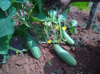 Dunkel Green Cucumber Samen zum Pflanzen - Premium Gemüsesamen