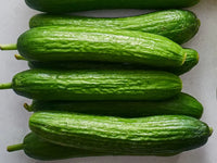 Cucumber Gemüsesamen für einfache Aussaat