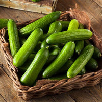 Cucumber Gemüsesamen für einfache Aussaat