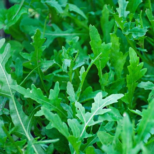 Rocket Plant Gemüsesamen for Gardening & Planting