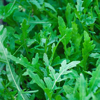 Rocket Plant Gemüsesamen for Gardening & Planting