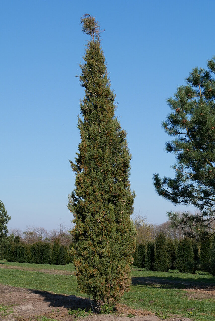 Italian Cypress Baum Samen (Cupressus sempervirens) Blumensamen zur Aussaat saisonal Dauerblüher Traditionssorte & ohne Gentechnik Samen Hausgarten