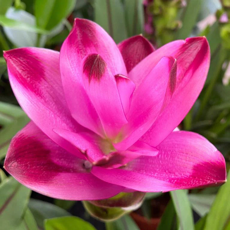 Curcuma Mischung Blume Samen zur Aussaat – leuchtend tropisch Blüten für Ihren Garten