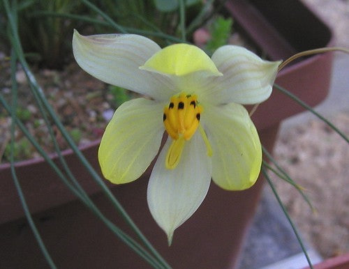 Cyanella Blumensamen zur Aussaat ideal Rabatten Traditionssorte & ohne Gentechnik Samen Hausgarten