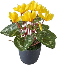 Non gmo light gelb cyclamen samen for gardening