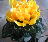 Light gelb cyclamen samen for anpflanzung