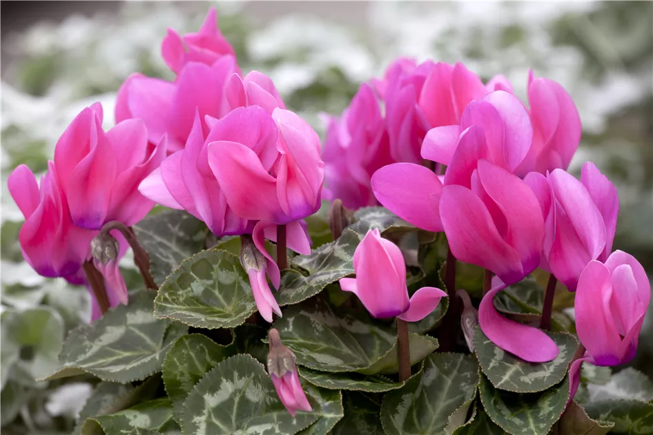 Alpenveilchen Blumensamen zur Aussaat – Lila & Weiß – wunderschöne saisonale Blüten