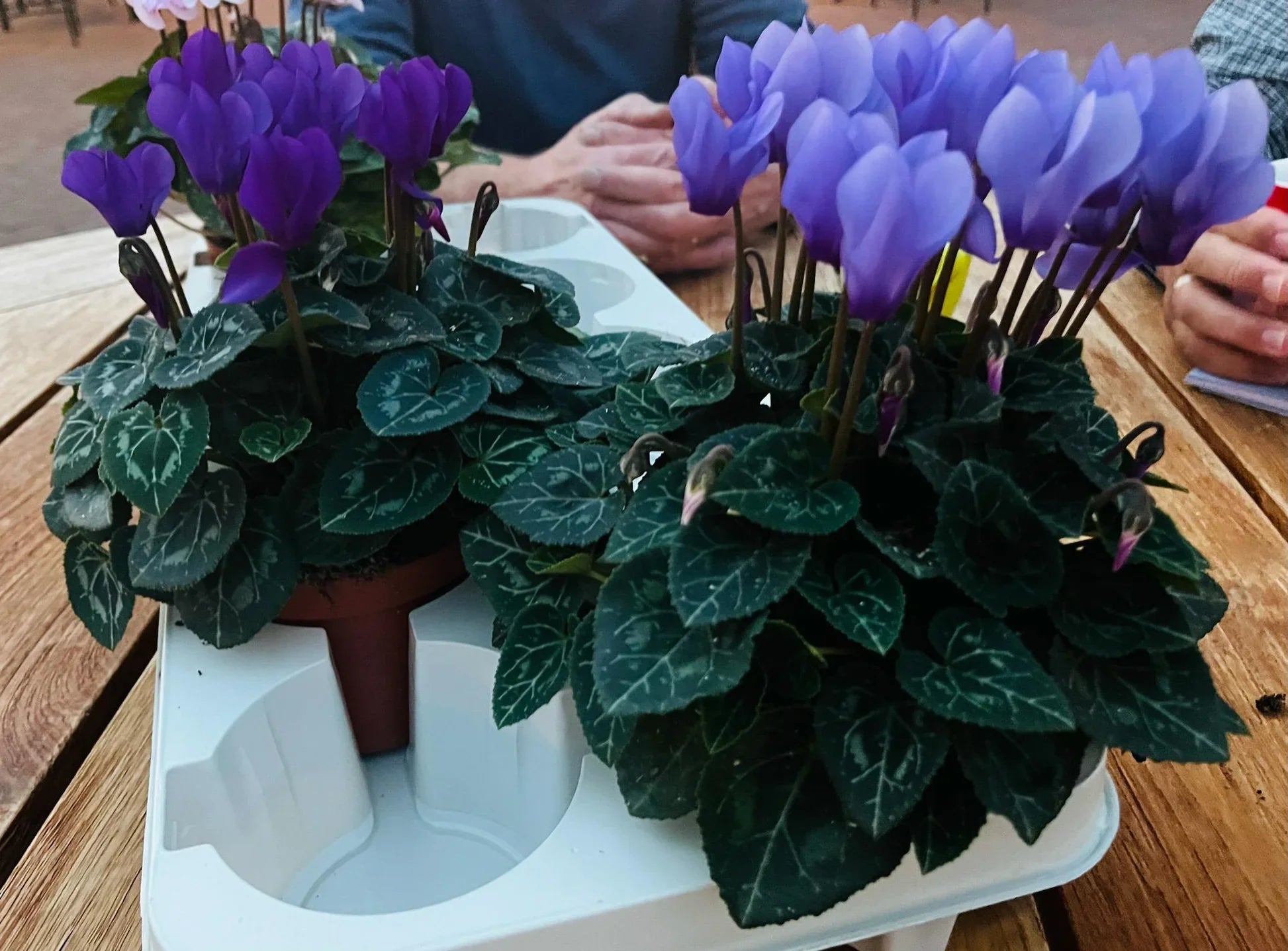 Blau Alpenveilchen Blumensamen zur Aussaat kompakt Wuchs Traditionssorte & ohne Gentechnik Samen Hausgarten